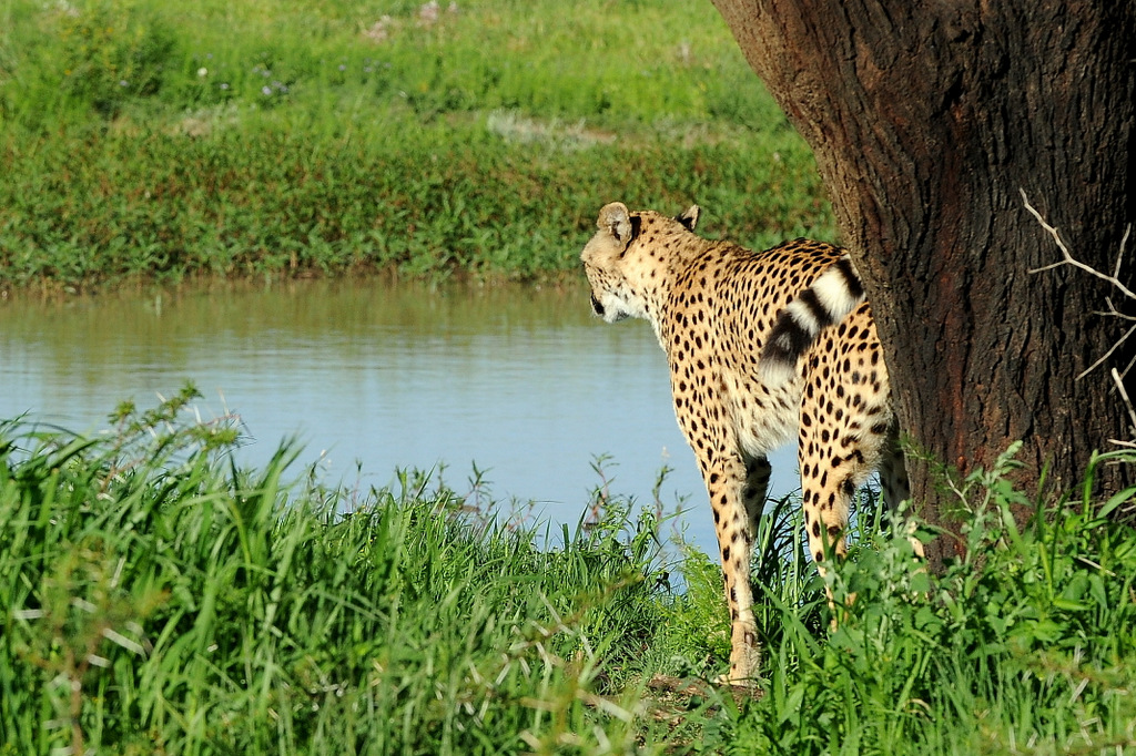 Guépard/Cheetah (1)