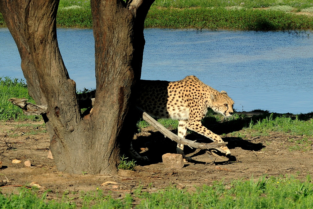 Guépard/Cheetah (2)