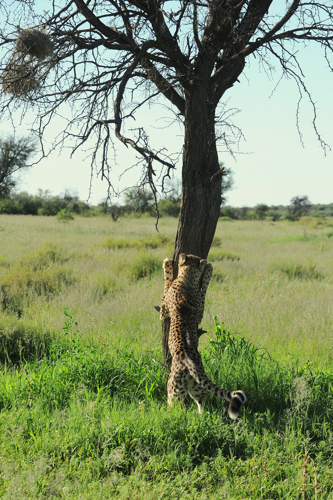 Guépard/Cheetah (3)