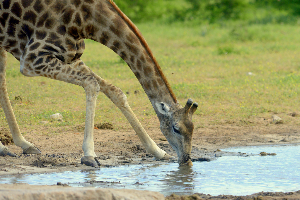 Girafe/Giraffe (2)