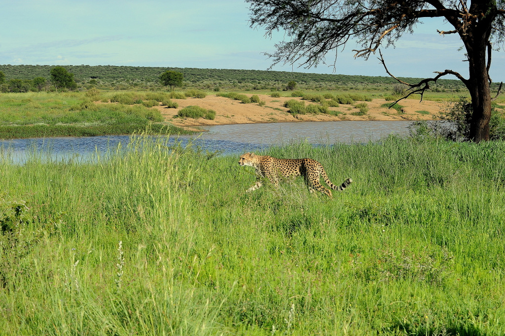 Guépard/Cheetah (4)