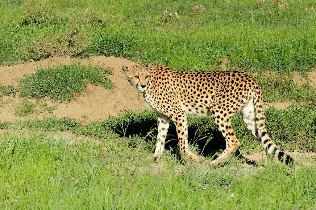 Guépard/Cheetah (5)