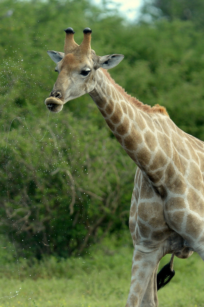 Girafe/Giraffe (3)