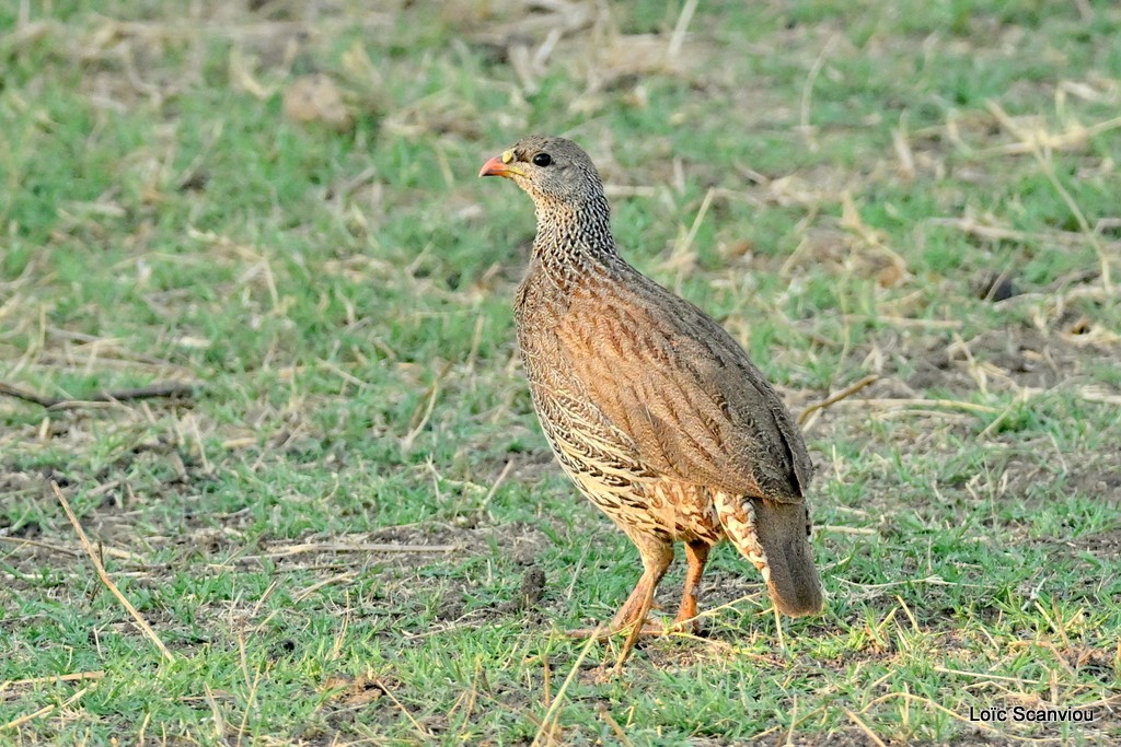 Francolin du Natal/Natal Francolin 