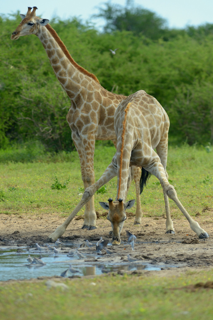 Girafe/Giraffe (4)