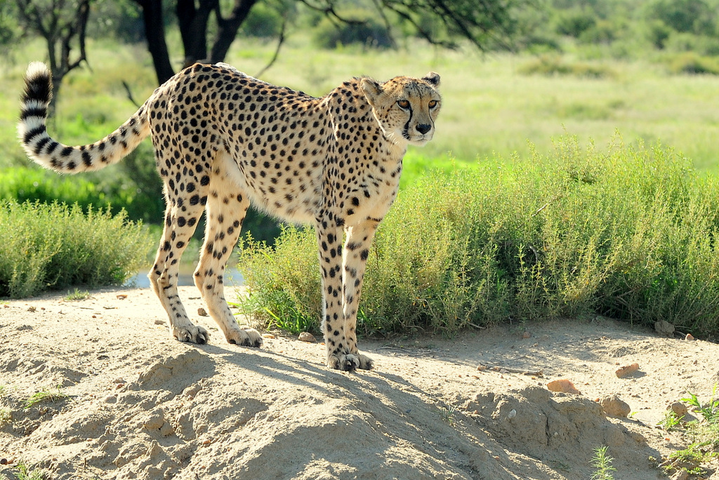 Guépard/Cheetah (8)