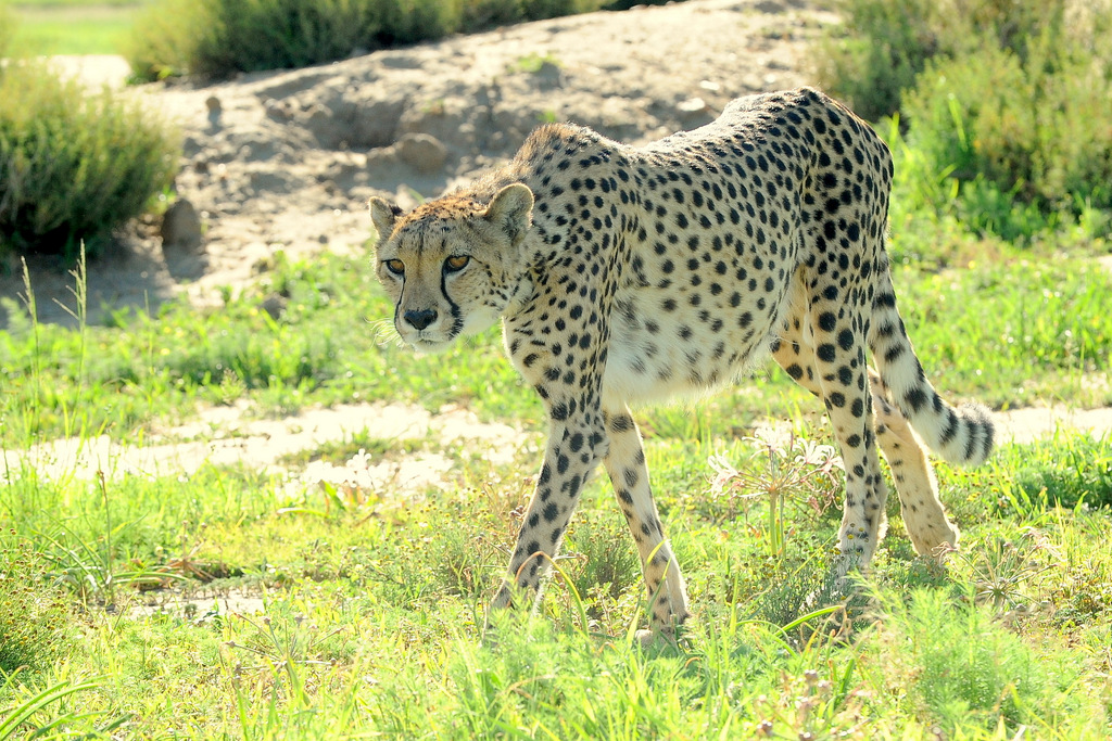 Guépard/Cheetah (9)