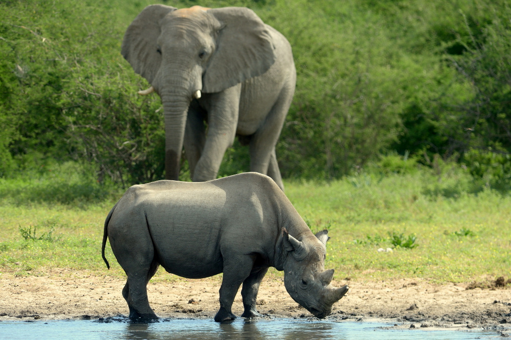 Elephant and Black Rhino (1)