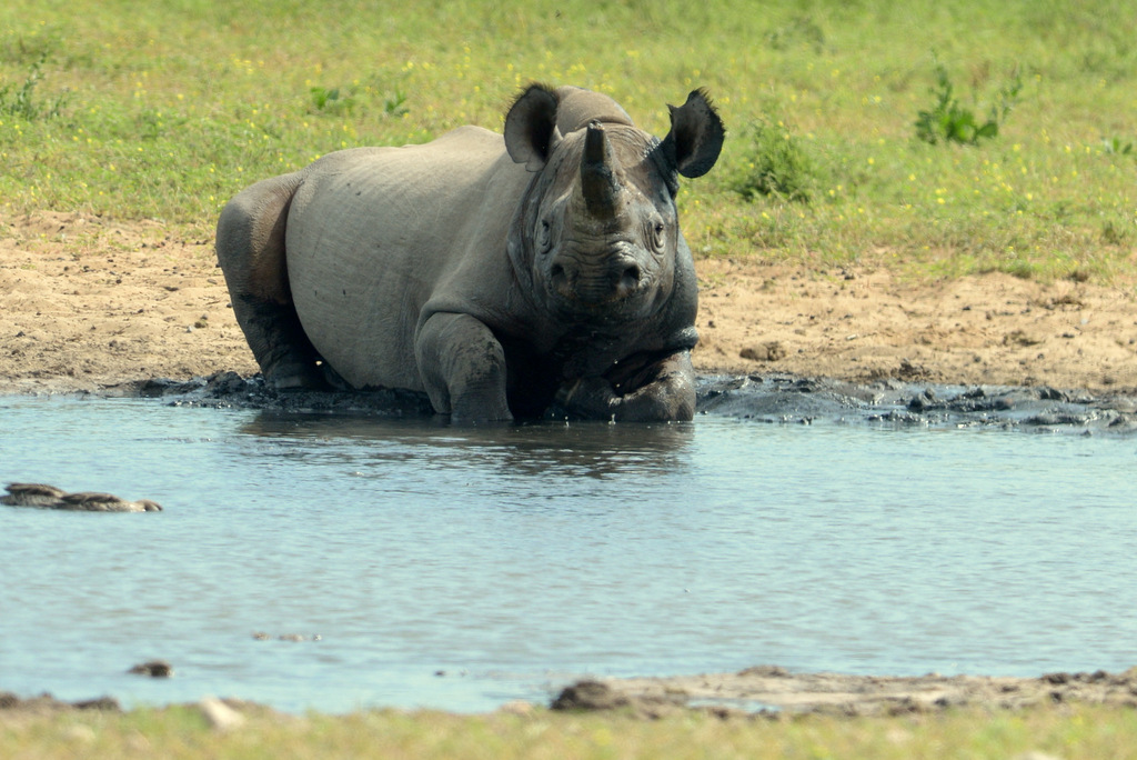 Rhinocéros noir/Black Rhino (3)