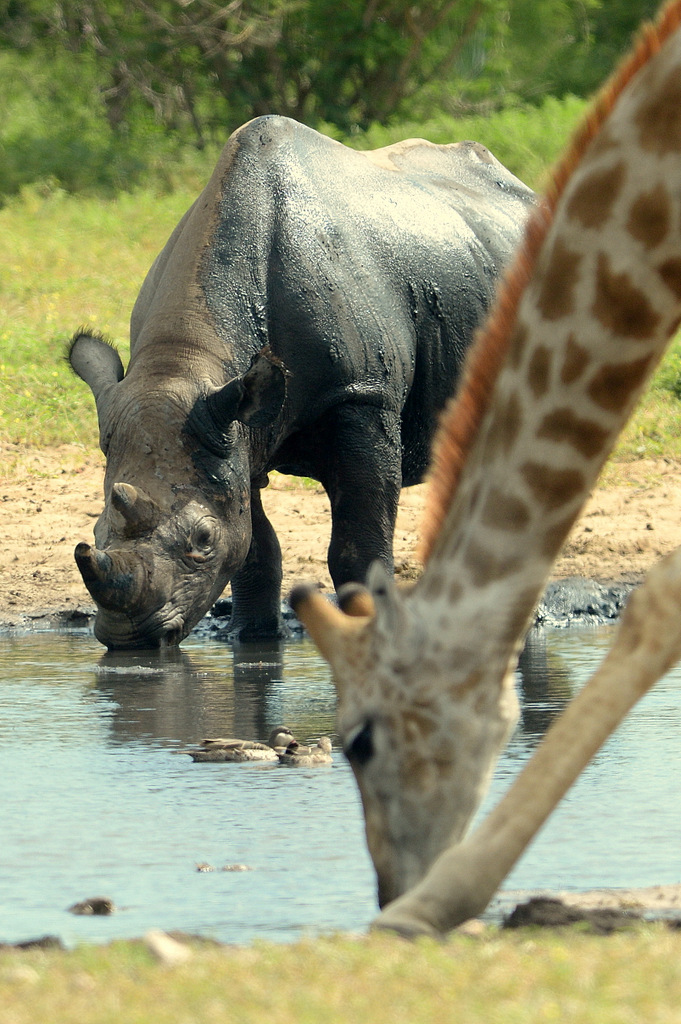 Black Rhino and Giraffe (1)
