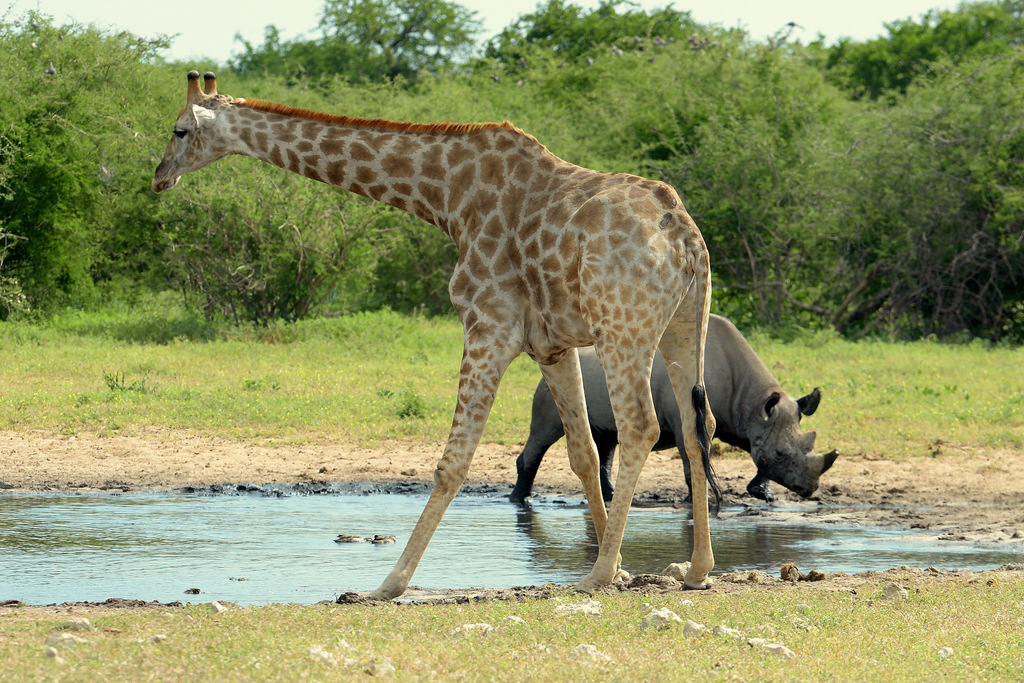 Black Rhino and Giraffe (2)