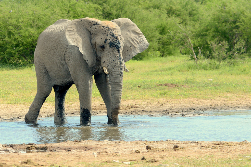 Eléphant (4)
