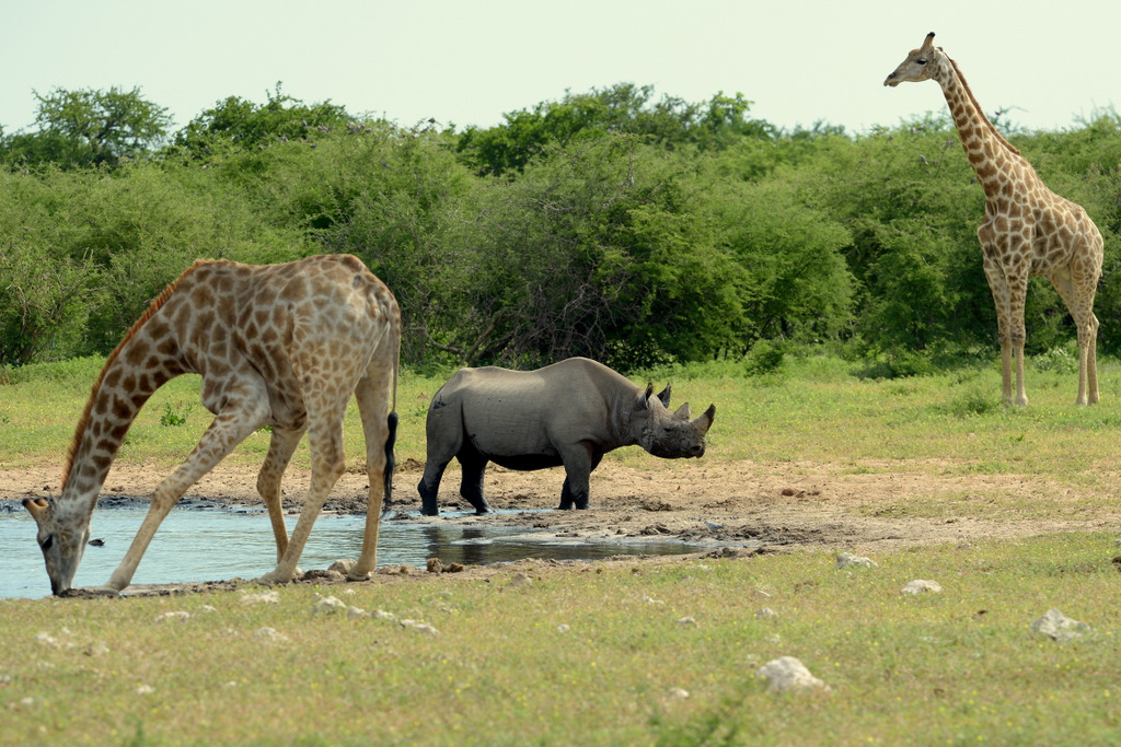 Black Rhino and Giraffe (3)