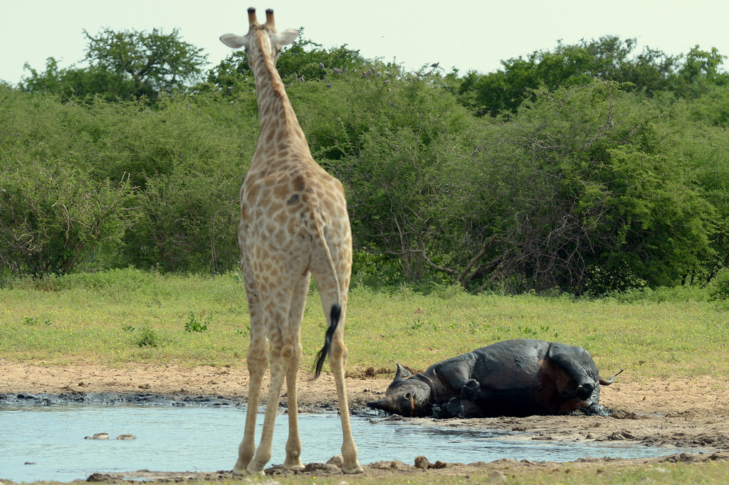 Black Rhino and Giraffe (4)