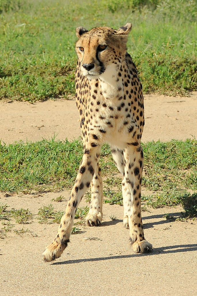 Guépard/Cheetah (11)