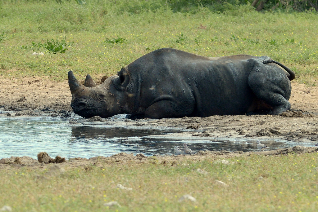 Rhinocéros noir/Black Rhino (4)