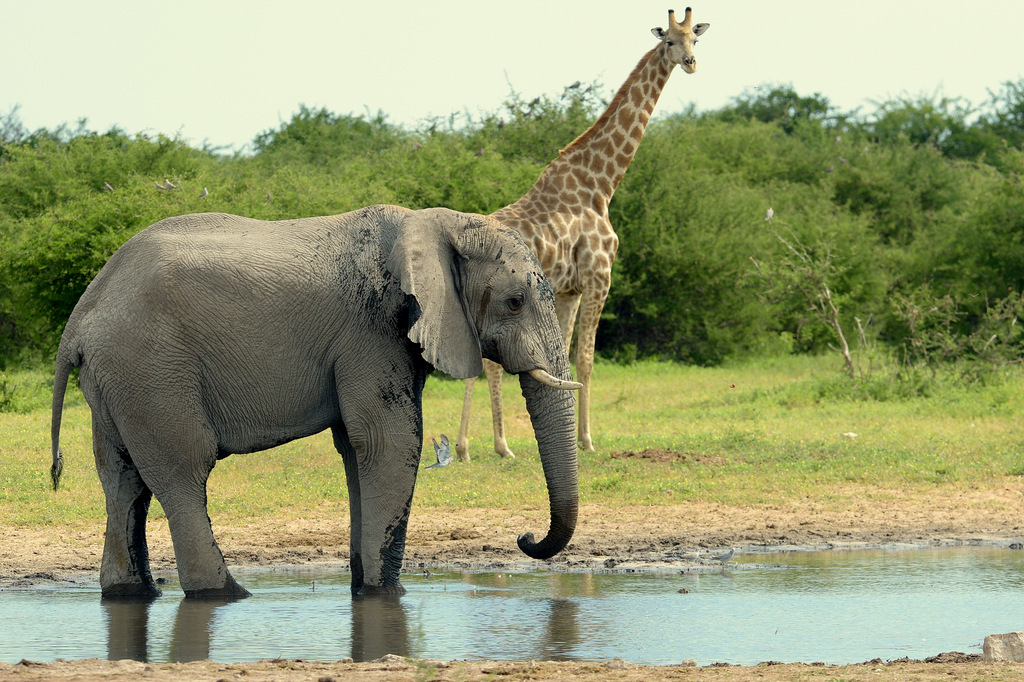 Elephant and Giraffe (1)