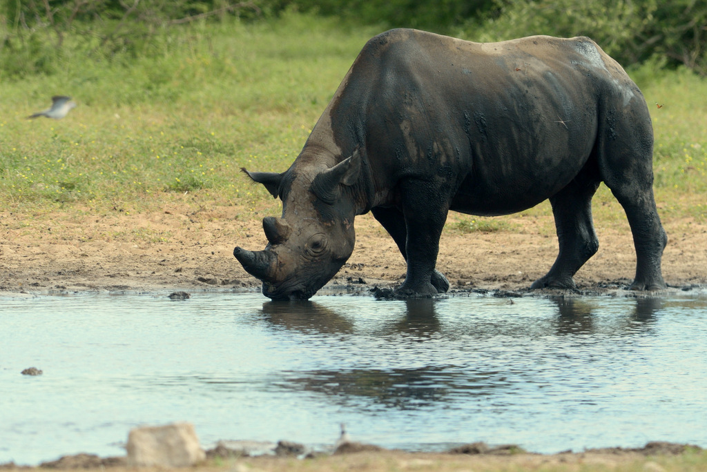 Rhinocéros noir/Black Rhino (5)