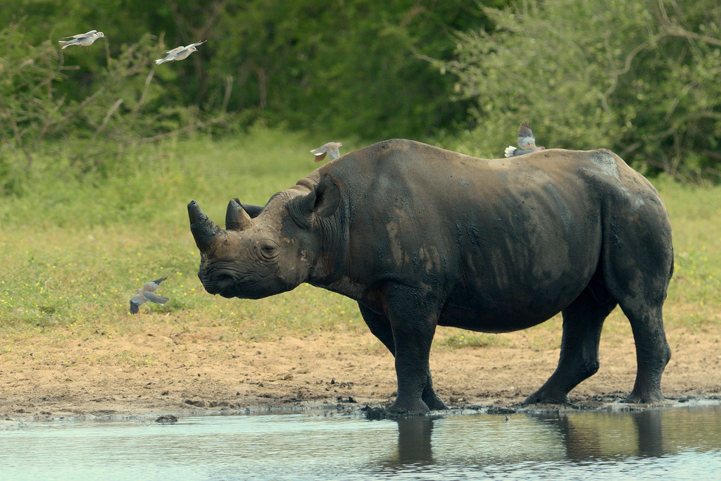 Rhinocéros noir/Black Rhino (6)