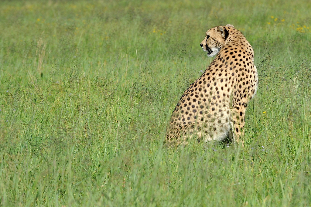 Guépard/Cheetah (12)