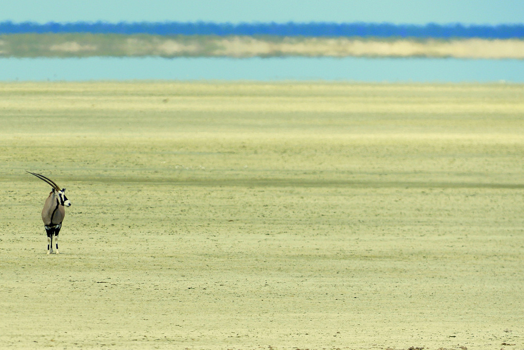 Oryx gazelle/Gemsbok (1)