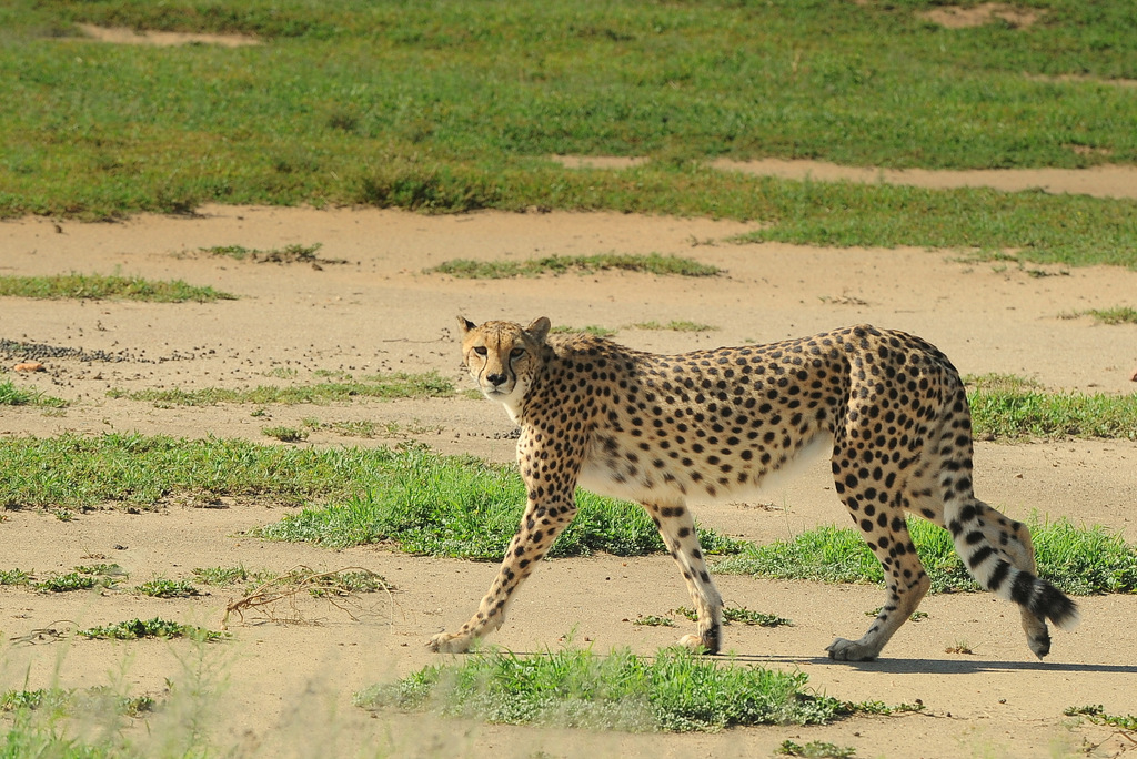 Guépard/Cheetah (13)