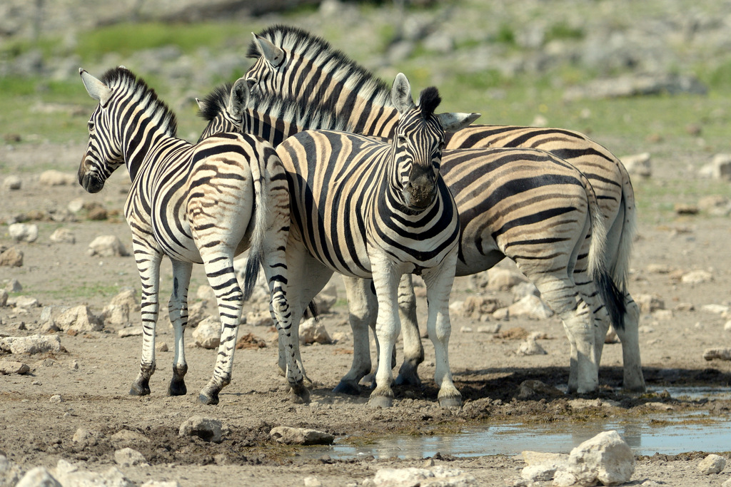 Zèbre/Zebra (1)