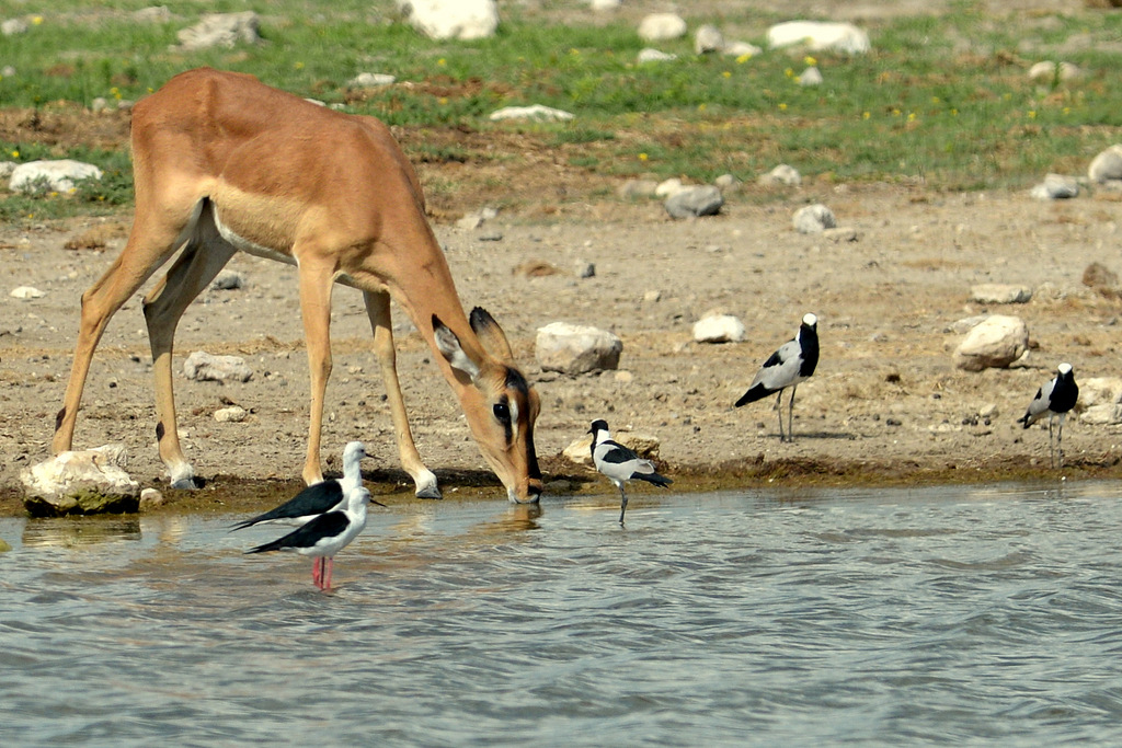 Impala à face noire/Black-faced Impala (1)