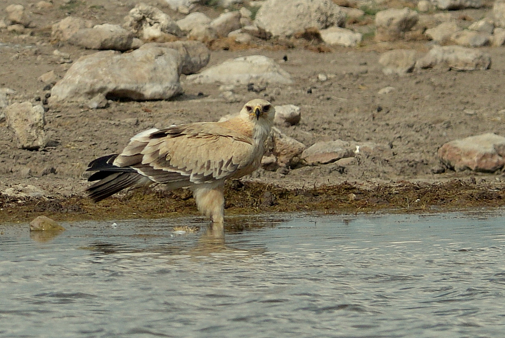Aigle ravisseur/Tawny Eagle