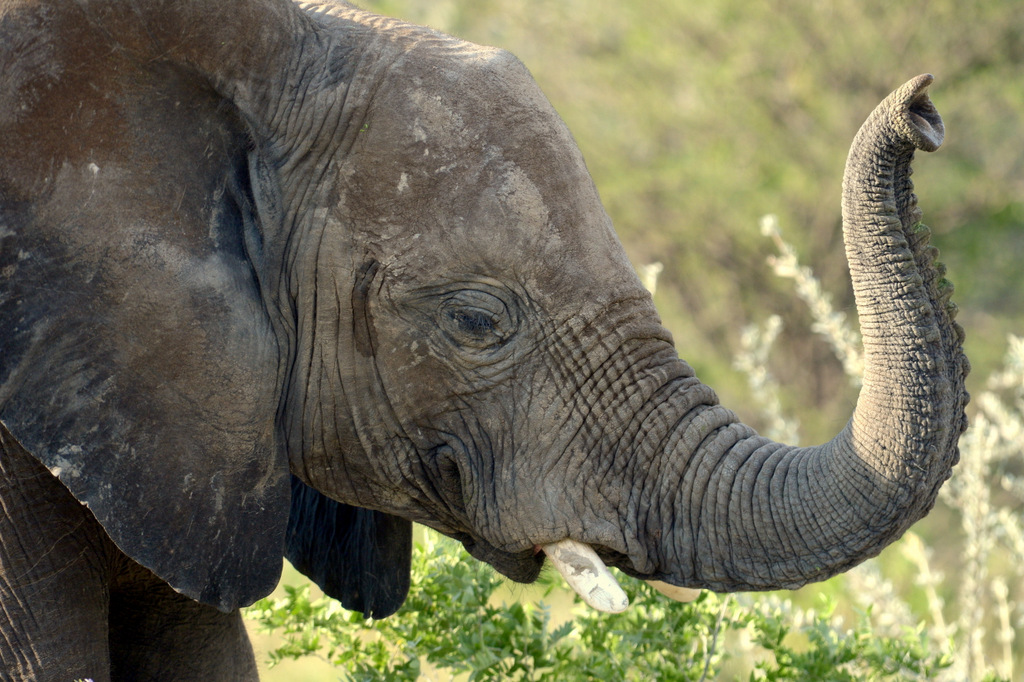 Eléphant (6)