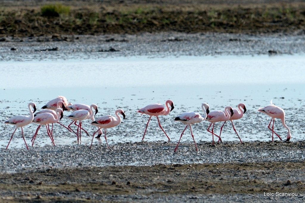 Flamants nains/Lesser Flamingos 