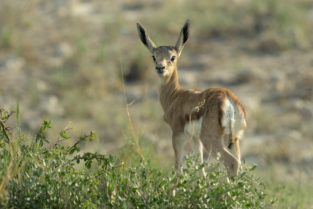 Springbok (1)