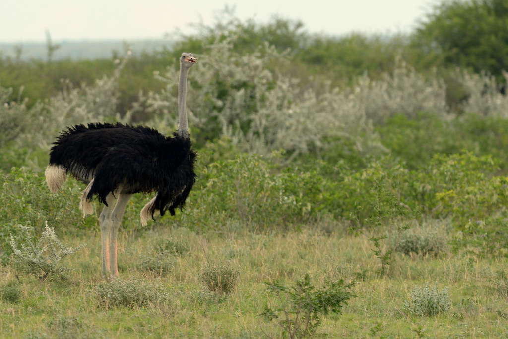 Autruche/Ostrich (1)