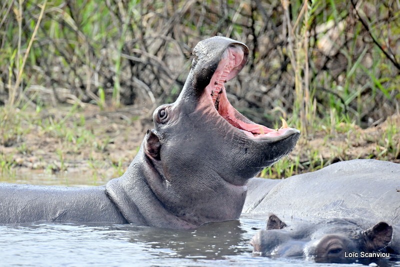 Hippopotame/Hippopotamus (2)