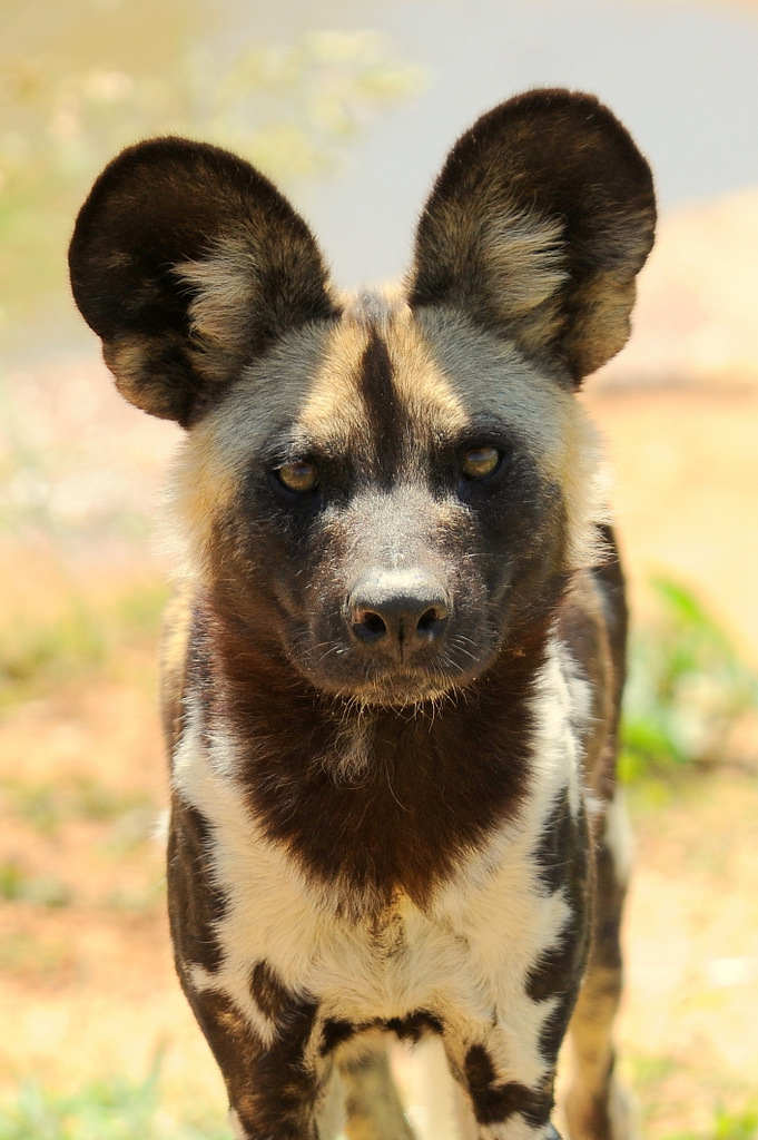 Lycaon/African Wild dog (1)