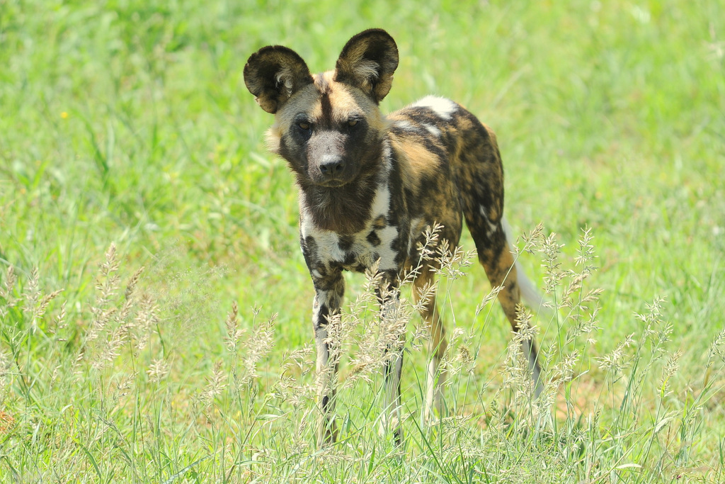 Lycaon/African Wild dog (2)