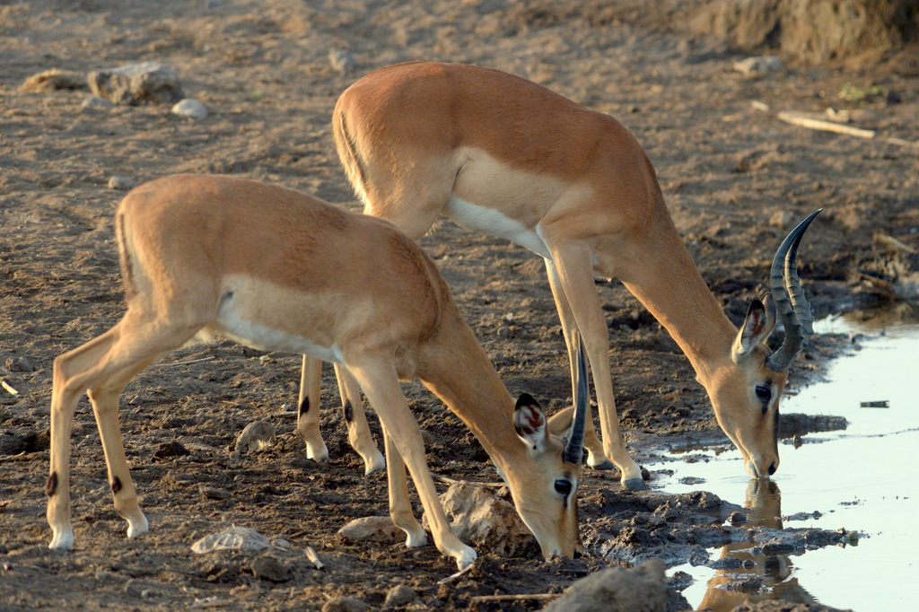 Impala à face noire/Black-faced Impala (2)