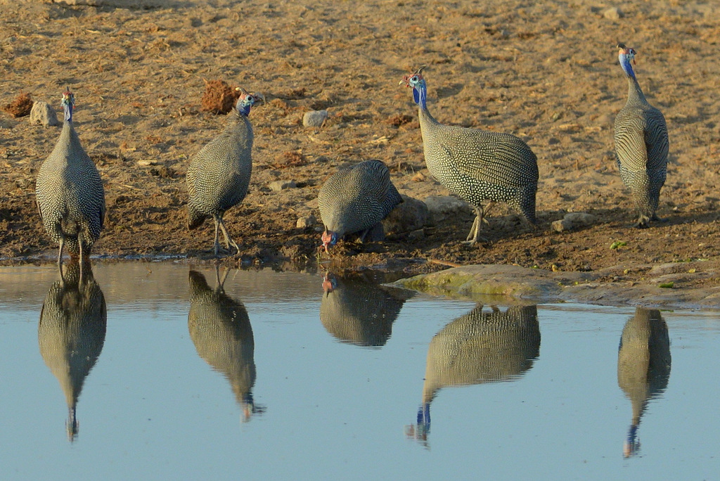 Pintade de Numidie/Helmeted Guineafowl (4)