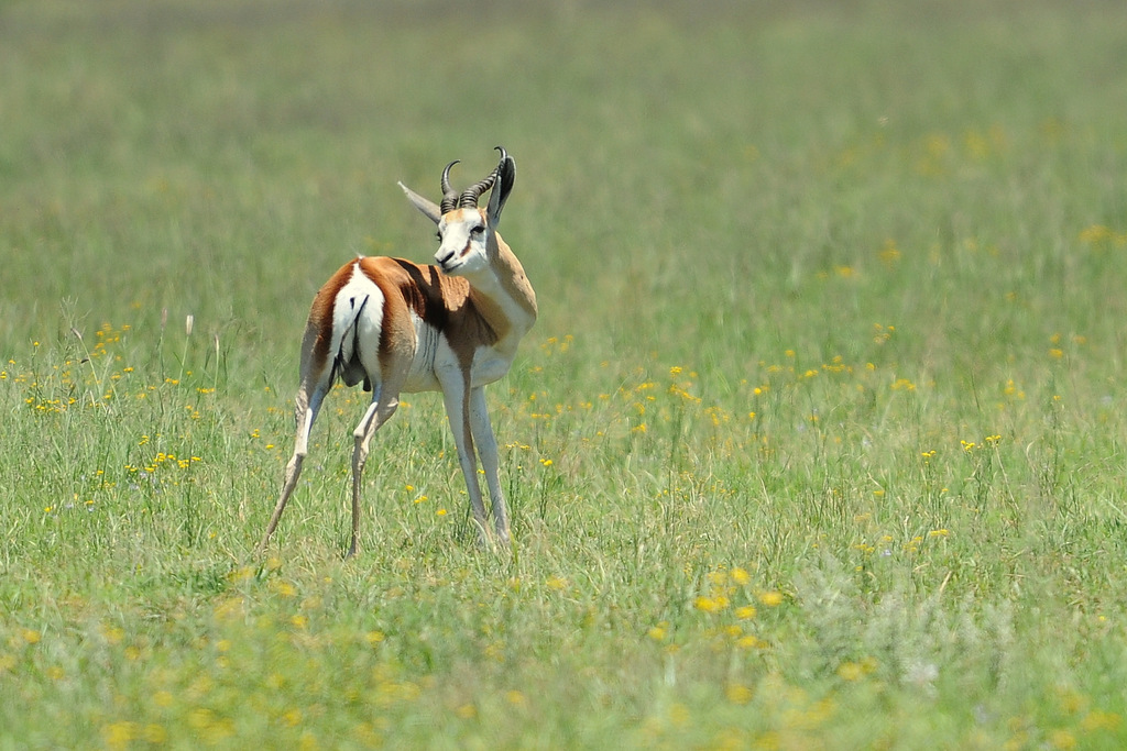 Lycaon/African Wild dog (3)