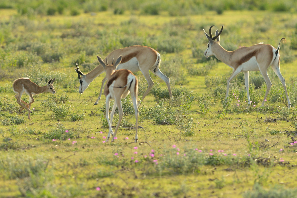 Springbok (3)
