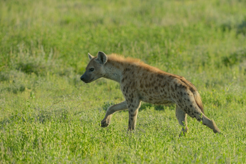 Hyène tachetée/Spotted Hyena (1)