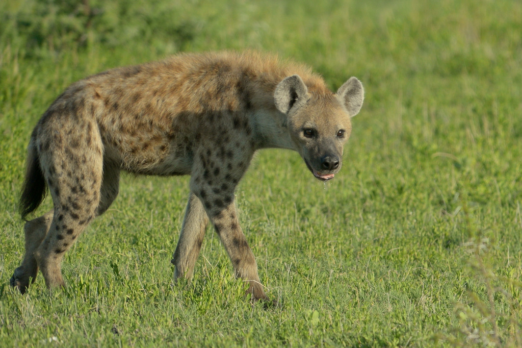 Hyène tachetée/Spotted Hyena (2)