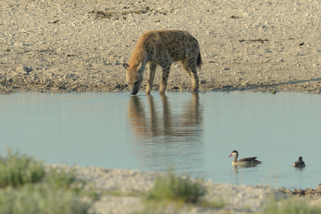 Hyène tachetée/Spotted Hyena (3)