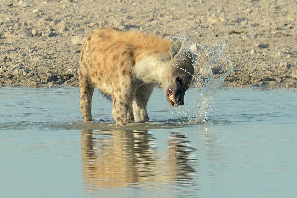 Hyène tachetée/Spotted Hyena (4)