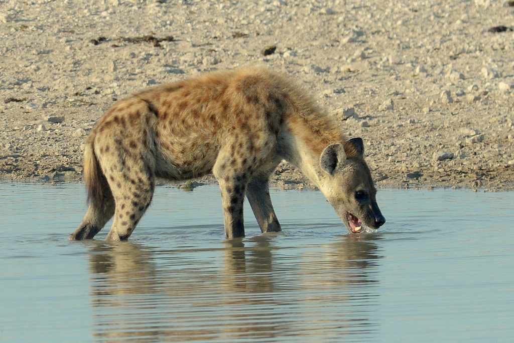 Hyène tachetée/Spotted Hyena (5)