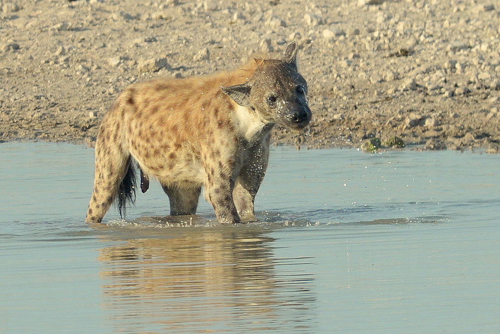 Hyène tachetée/Spotted Hyena (6)