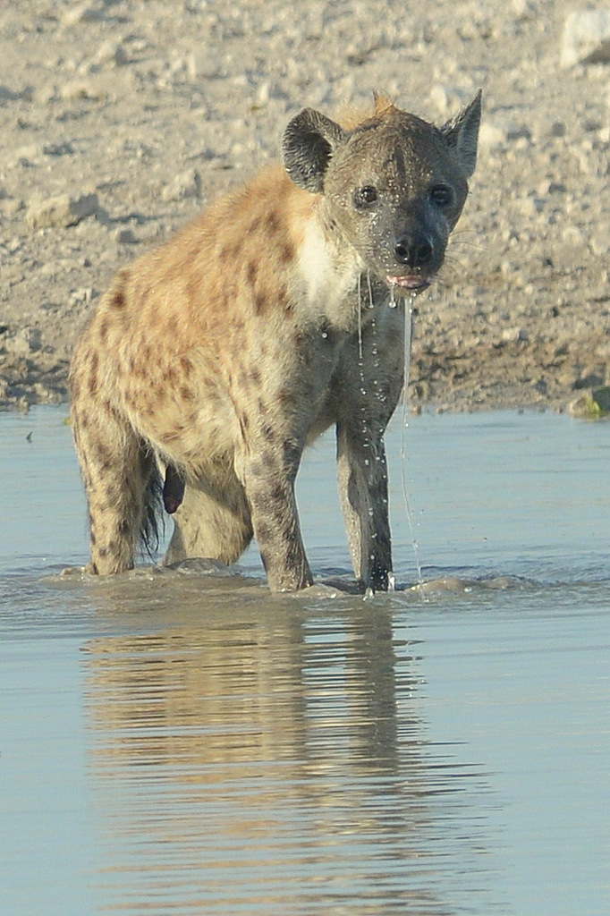 Hyène tachetée/Spotted Hyena (7)