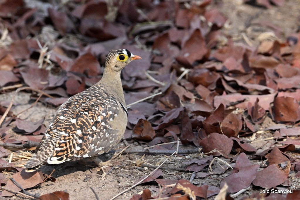 Ganga bibande/Double-banded Sandgrouse 