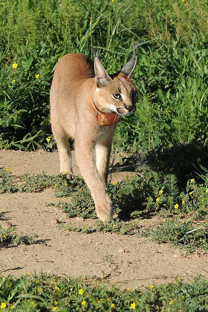 Caracal (1)