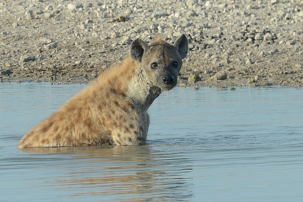 Hyène tachetée/Spotted Hyena (8)